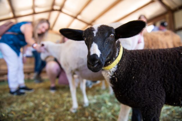 2nd Annual SLO County Open Farm Day shines a light on local agriCULTURE and infuses Moo-la back into the community.