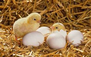Chick...Chick...Chicken!