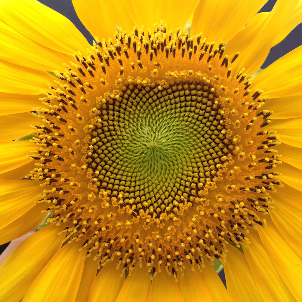 TRAIL TIMES: Summertime Savings 🌻 & NEW Workshops!☀💐