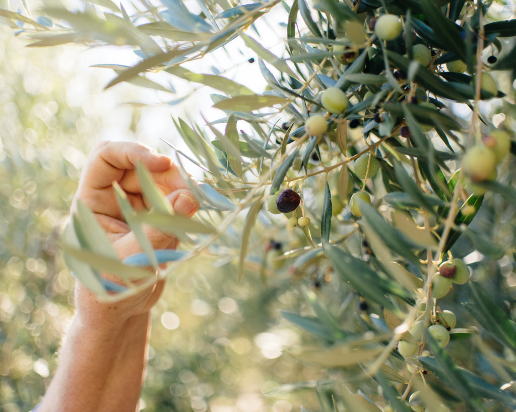 Nature's Neighbor Radio Show: All About Olives on the Central Coast with Kiler Ridge, Olea Farm & The Groves on 41