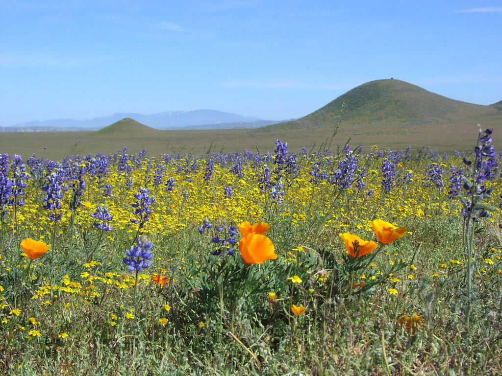 Spring is in Full Swing...