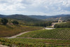 Fall In Love With The Food, Wine & Culture of Paso Robles