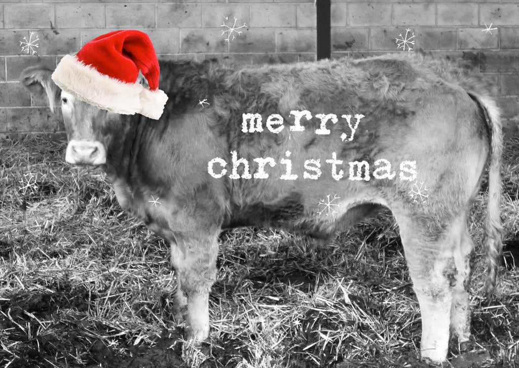 Merry Christmas / Happy Holidays